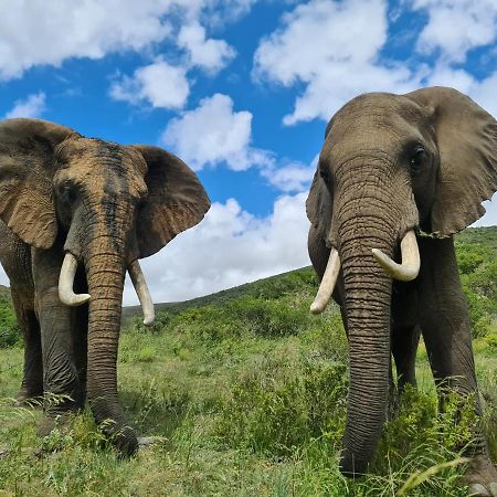Indalu Game Reserve Boggomsbaai ภายนอก รูปภาพ