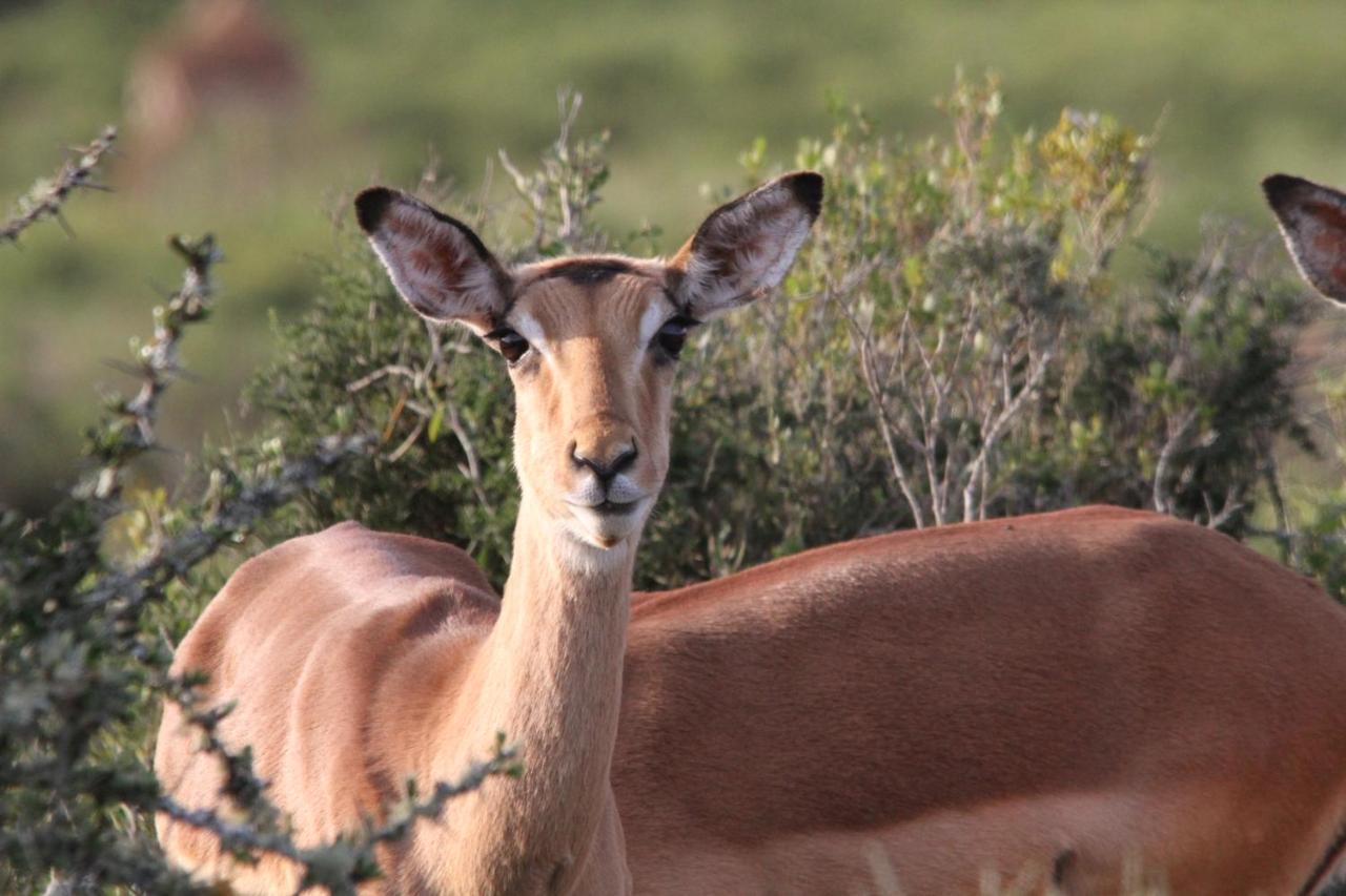 Indalu Game Reserve Boggomsbaai ภายนอก รูปภาพ