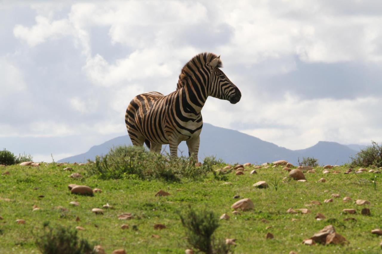 Indalu Game Reserve Boggomsbaai ภายนอก รูปภาพ
