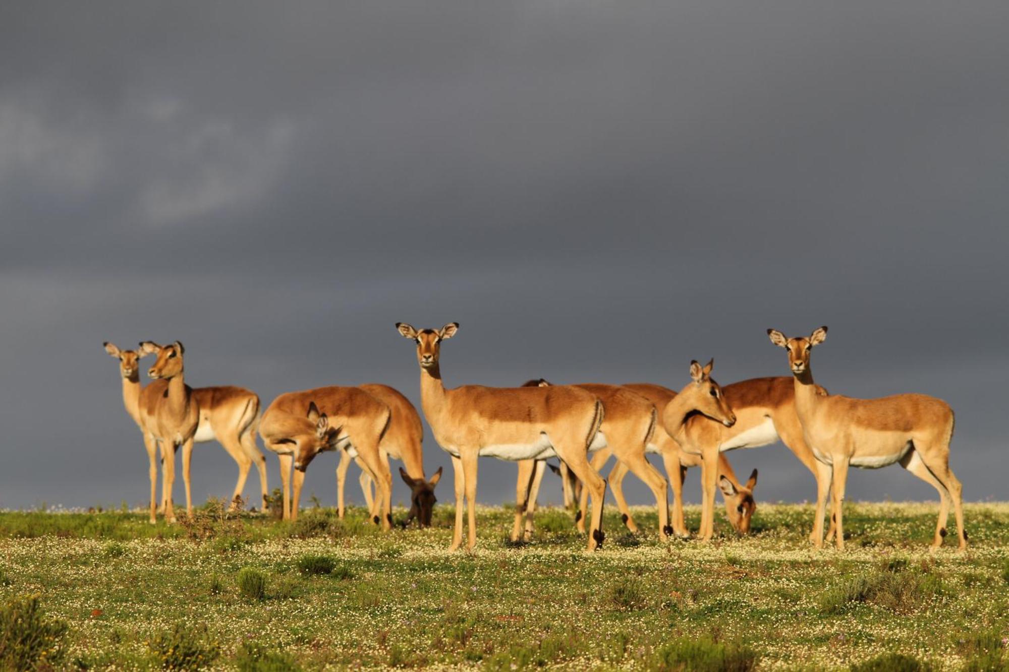 Indalu Game Reserve Boggomsbaai ภายนอก รูปภาพ