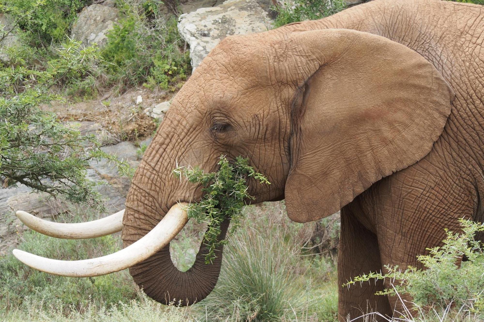 Indalu Game Reserve Boggomsbaai ภายนอก รูปภาพ