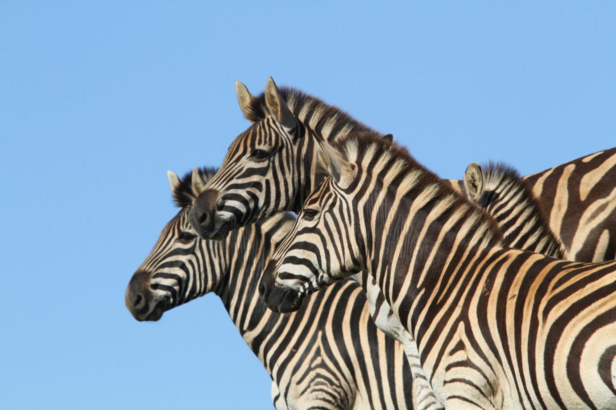 Indalu Game Reserve Boggomsbaai ภายนอก รูปภาพ